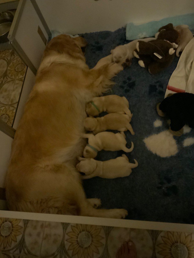 chiot Golden Retriever Les Vergers De Beauregard