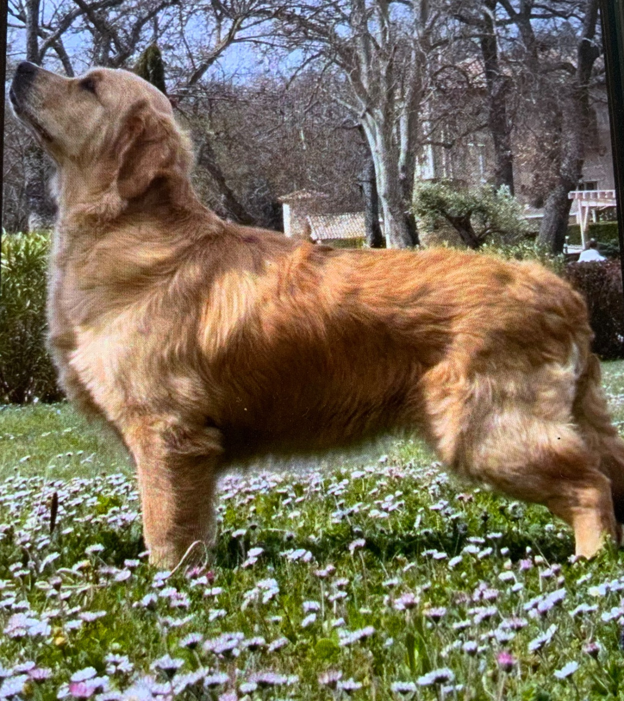 Violette Les Vergers de Beauregard