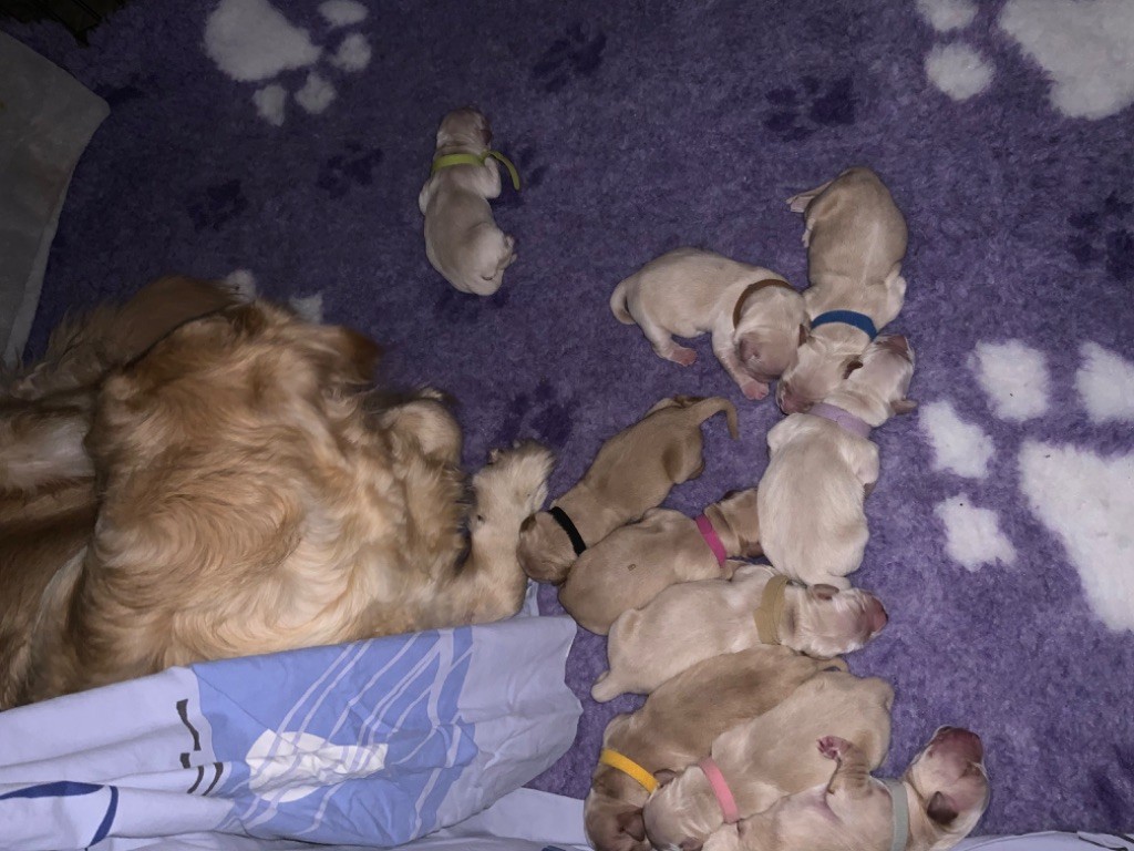 Chiot Golden Retriever Les Vergers De Beauregard